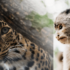 A partir del 21 de agosto de 2020 comenzó a regir esta Sentencia : Colombia prohíbe la caza deportiva de animales